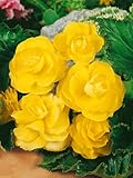 Nuevo 50pcs Semillas de flores de camelia amarillas