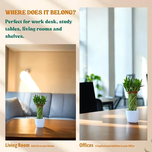 Amulya FARMS & NURSERY Bamboo Wheel in White Pot | Bamboo Plants for Home decoration | Indoor plants for Living Room, Home, Office, Table Top | Feng Shui Plant with Pots | Bamboo Plant height of 45cm