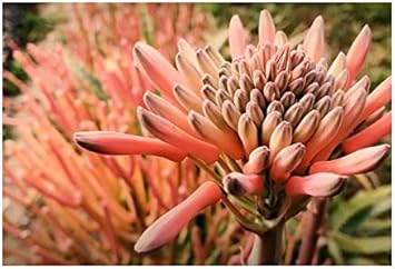 Stk - 10x Aloe maculata Sukkulenten Garten Pflanzen - Samen ID805 - Seeds & Plants Shop by Ipsa