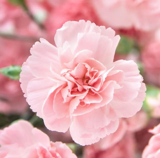 Amazon.com : Carnation Flower Seeds for Planting, La France Pink