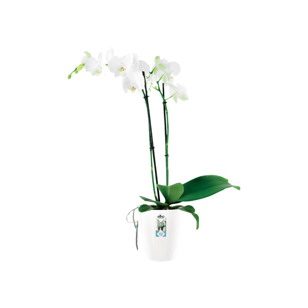 Pot De Fleurs Intérieur Elho Brussels Orchidée – 13 X 11,5 Cm, Blanc, Plastique Recyclé, Avec Trou D’évacuation - 9
