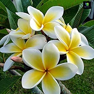 See full amazon price history chart for Delorea Champa/Plumeria/Champak Yellow Flower Plant Delorea Champa/Plumeria/Champak Yellow Flower Plant (B096Y4FMCQ) Amazon Price History, Amazon Price Tracker