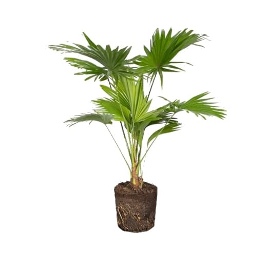 Livistona Natural Palmera Originaria de Asía