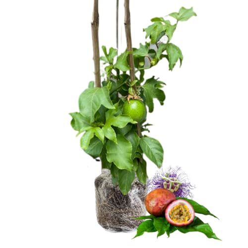Live Passionfruit Plant Vine - 6 to 8 Inches Tall, Hardy and Fruit-Bearing, Purple Passion Fruit Tree Live Plant, for Planting Home Gardens and Containers