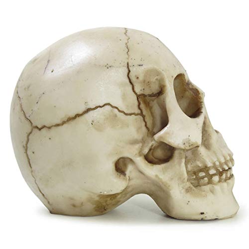 Crânio Da Vinci Grande Rachado Trincado Escultura Realista