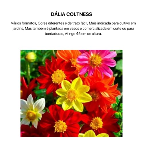 Kit 4 Sementes Flores Jardim Em Casa (Girassol, Dália, Margarida, Sávia)