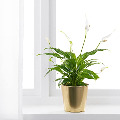 Pot de fleurs 12 cm laiton DAIDAI au design chic et durable - 7