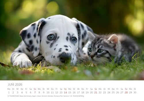 Edition Seidel Premium Kalender Dalmatiner Hundespaß gepunktet 2026 Format DIN A3 Wandkalender Hundekalender Hund Welpe Tierkinder Hunderasse Haustier niedlich