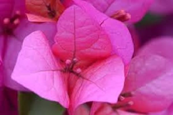 Gurveplantationi Bougainvillea Paper Flowering Vine Tropical Colors Plants Different Varieties Sunlight Plant, Shrub, Ornamental Garden Plant (Magenta) (B0D6VPJ3JH) Amazon Price History, Amazon Price Tracker