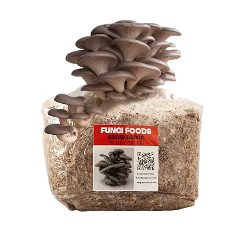 Blue Oyster Grow Kit Mushroom Growing Kit Home Cultivation Set