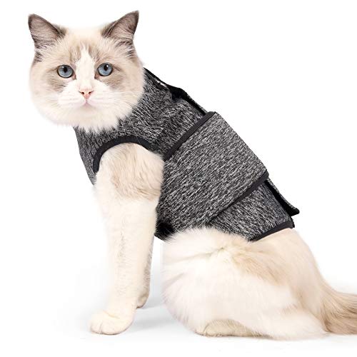 Cat Jackets Die 15 besten Produkte im Vergleich Die besten Angel Tipps und Tricks Deine