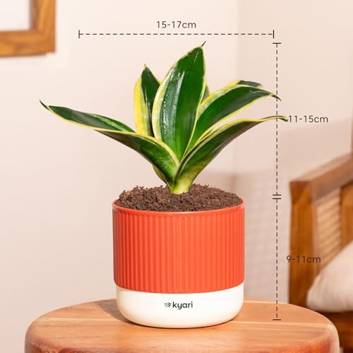 Image of Kyari Combo of 3 Indoor Plants - Lucky Jade, Golden Hahnii, Money Variegated with Red Brick Self Watering Pot 4 Inch - Live Plants for Home Decor, Living Room, Office Desk - Air Purifying Plant Set