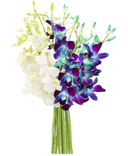 Image of KaBloom-30 Blue&White Orchid Bouquet,Flowers for Valentine, Mother's Day