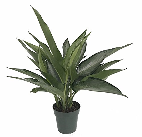 Bahía de plata chino Evergreen – planta Aglaonema – bajo luz – 6 ...