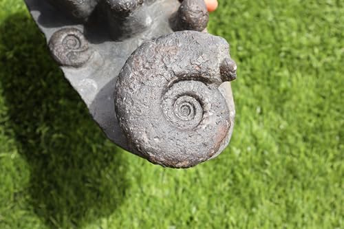 Image of Ammonite Fossil Natural Platyclymenia & Goniatites Plate Fossil from Morocco Rare Fossil Ammonite Fossil A57