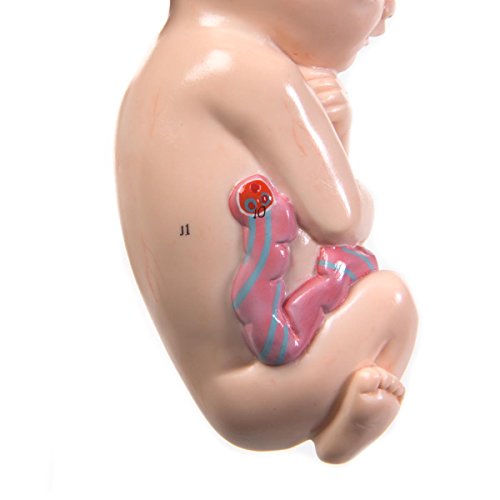 Image of W42553 3rd Trimester Pregnancy Insert,Grade: 1 to 12, 6 inch Height, 10 inch Wide, 12 inch Length