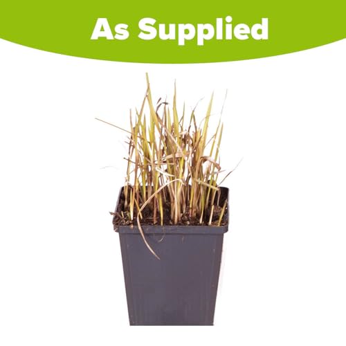 YouGarden Imperata Blood Grass 'Red Baron', 1 x Established Plant in 9cm Pot, Decorative Grasses for Gardens, Garden Ready Established Red Ornamental Grass