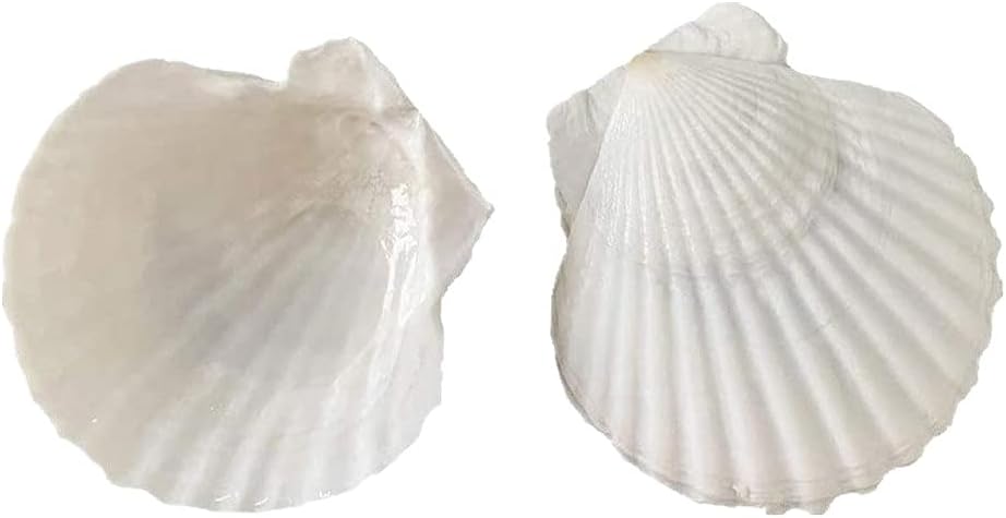 TAOYUN 2pcs Conchas Marinas Blancas Naturales Conchas de Abanico de Vieira Grande 9-12 cm Decoración de Acuario Decoración de Boda para el hogar Conchas Fabricación de Joyas Artesanía de Bricolaje