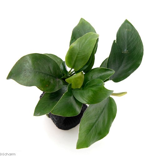 Amazon.co.jp: （水草）ミクロソリウム ウェンディロフ付流木