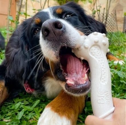 Biobone Mordedor para Cães Grande Porte, Feito com Cana, Zero Plástico, Ultra Resistente, 24 cm