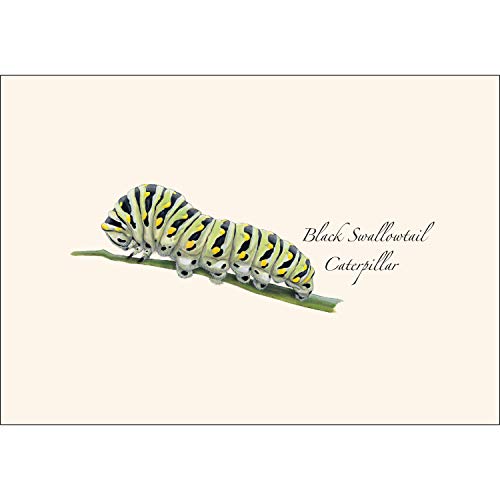 Image of Earth Sky + Water - Caterpillar Assortment Notecard Set - 8 Blank Cards with Envelopes (4 each of 2 styles)