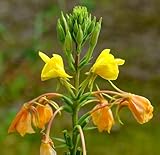 Rotkelchige Nachtkerze - Oenothera lamarckiana - 5000 Samen