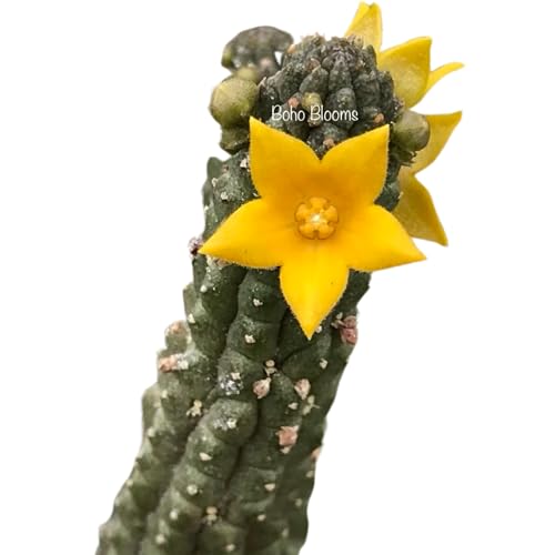 Muda Suculenta Echidnopsis Cereiformis Plantas Raras Flor Amarela...