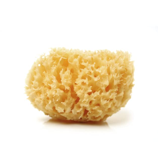 Esponja de mar natural (15-16 cm)