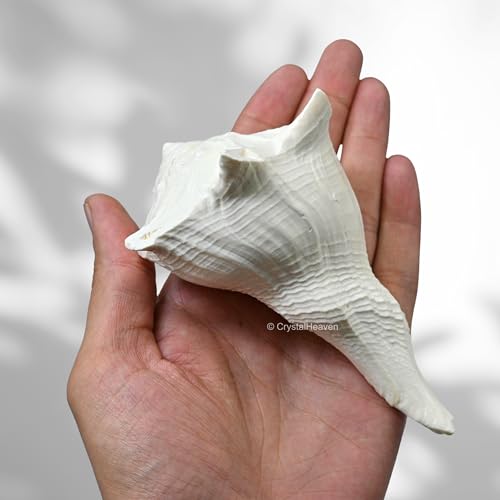 Image of Crystal Heaven Dakshinavarti Shankh Original - 4 to 5 inch inches Large Dakhinabarti Sankha for Puja Original Conch Shell - Natural Dakshinmukhi Shankh for Pooja, Meditation and Gifts