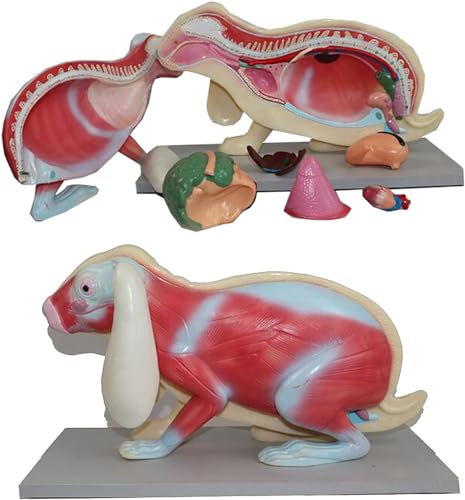 Squelette de lapin AMITD modèle d'anatomie complet avec socle de fixation