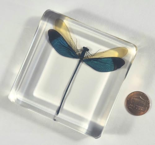 Image of 2.9 inch Real Blue Green Metalwing Damselfly in Crystal Clear Lucite Resin Paperweight Specimen Preserved Neurobasis Kaupi Insect Taxidermy Collection for Biology Science Education & Desk Ornament Display