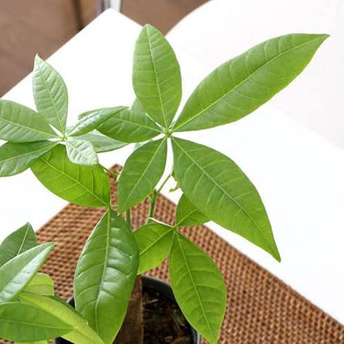 Amazon｜（観葉植物）パキラ 3～3．5号（1ポット） 北海道