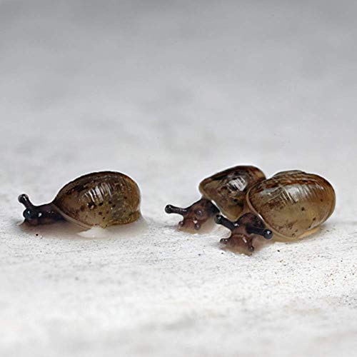 Three (3) Live Baby Land Milk Snail Otala Lactea â€“ Watch Them Grow Before Your Eyes to Big Strong Snailsâ€“ Snail Pets â€“ Free Calcium for Snail Shells and CareGuide â€“ Free Fast 2-5 Day delivery
