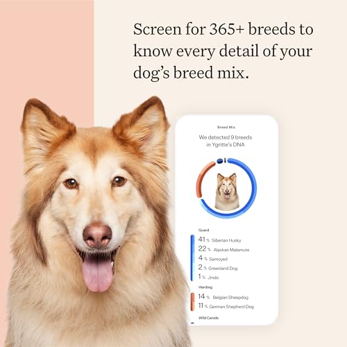 Wisdom Panel Premium Dog DNA Kit: Most Comprehensive with 265+ Health Tests, Identify 365+ Dog Breeds, 50+ Traits, Relatives, Ancestry, Genetic Diversity - Pack of 1