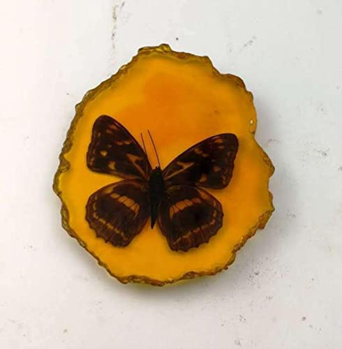 Esemplare, collezione di pietre di insetti