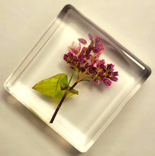 Image of 38mm Real Buckwheat Flower in Crystal Clear Lucite Resin Specimen Botanist Herb Herbarium Fagopyrum Esculentum Collection for Botany Science Education & Desk Ornament Display Small Paperweight