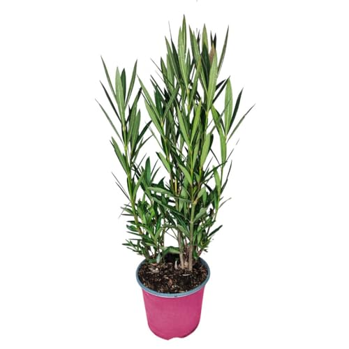 i giardini di giulia - nerium oleander Ø18 h.45 | pianta sempreverde con fiori colore bianco| ideale per giardini, terrazzi e siepi | resistente e facile da coltivare (fiori rosa)