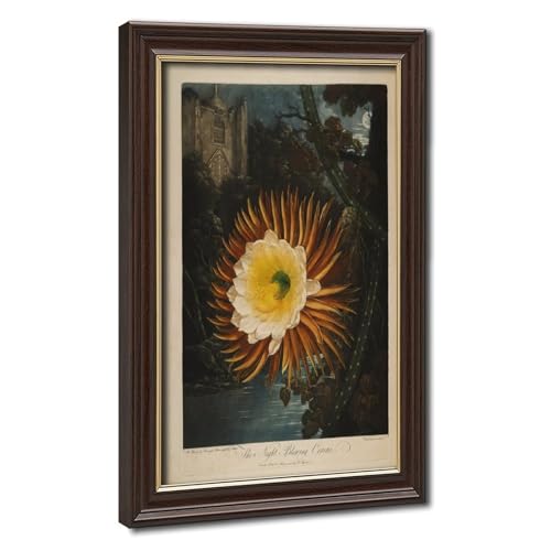 Impression sur toile Temple de Flora Céréus de nuit cadre suspendu 20x30 cm