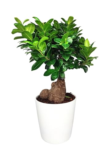 🌿 Eleganza Naturale: Trasforma il tuo spazio con il Bonsai Ficus Ginseng; questo albero in miniatura è ideale per decorare interni ed esterni; il vaso in ceramica bianca si integra facilmente con qualsiasi arredamento, aggiungendo un tocco di serenità e stile zen; perfetto per chi cerca un bonsai piccolo che arricchisca l'ambiente