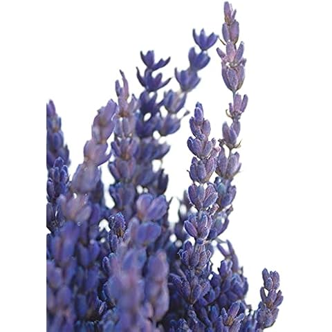 1 Bund Lavendel - getrocknet und konserviert in Blau Cover