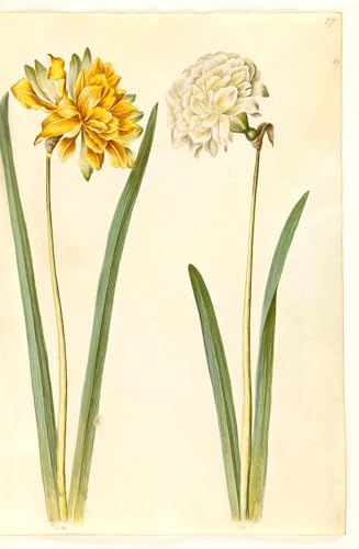 Affiche impression toile Narcisse - Décoration murale moderne pour salle de réunion