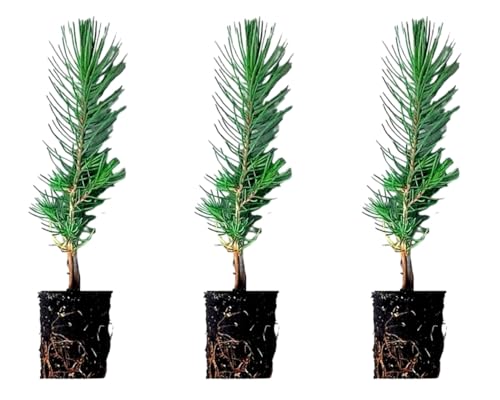 3 Plantas natural Pino piñonero. Pinus Pinea. 20-30 cm. En cepellón listos para plantar. Plantar un pino piñonero ayuda al medio ambiente, provee sombra, belleza y piñones nutritivos.