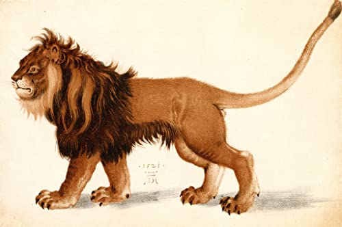 Affiche Étude d'un lion Albrecht Dürer pour grand salon élégant et moderne