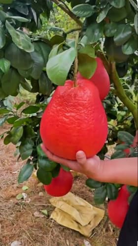Image of Sweet & Testy Summer Season 1Healthy Frash Food Red Pomelo Lemon(Lal Batabi) Fruit Tree Plant For Testy Home Garden Fruit Outdoor & Indoor plant.