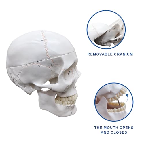 Image of an Upgraded Natural Large Skull Anatomy Model with Clear Numbers and Stitches for Medical Students Studying Human Anatomy
