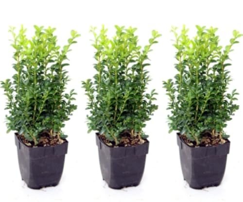 Pack de 3 plantas Buxus Sempervirens, 30-35 cm. Boj Común. Arbusto perenne, hojas verdes brillantes, ideal para setos y jardinería. Segura Garden.