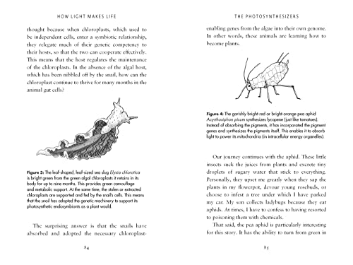 How Light Makes Life: The Hidden Wonders and World-Saving Powers of Photosynthesis