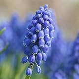 Portal Cool 5 Muscari Armeniacum (jacinto de uva) Bulbos listo para plantar (Envío postal gratis Reino Unido)