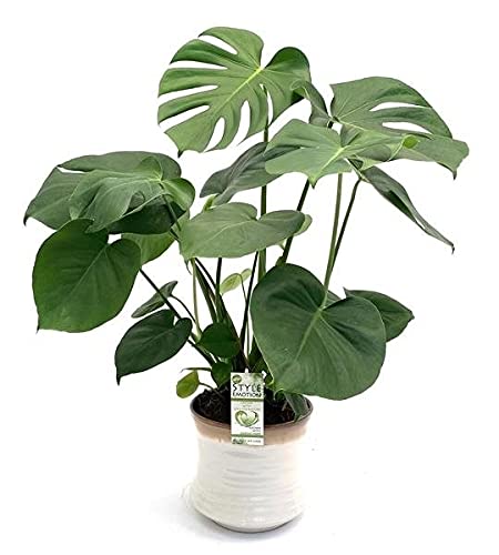 Monstera Deliciosa - Cheese Plant - in 17 cm Pot appox Height 50-60cm Tall