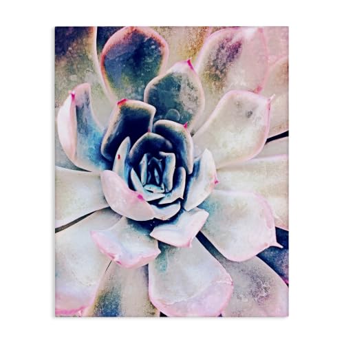 Stupell Industries 'Modern Succulent Plant View'| Canvas Art